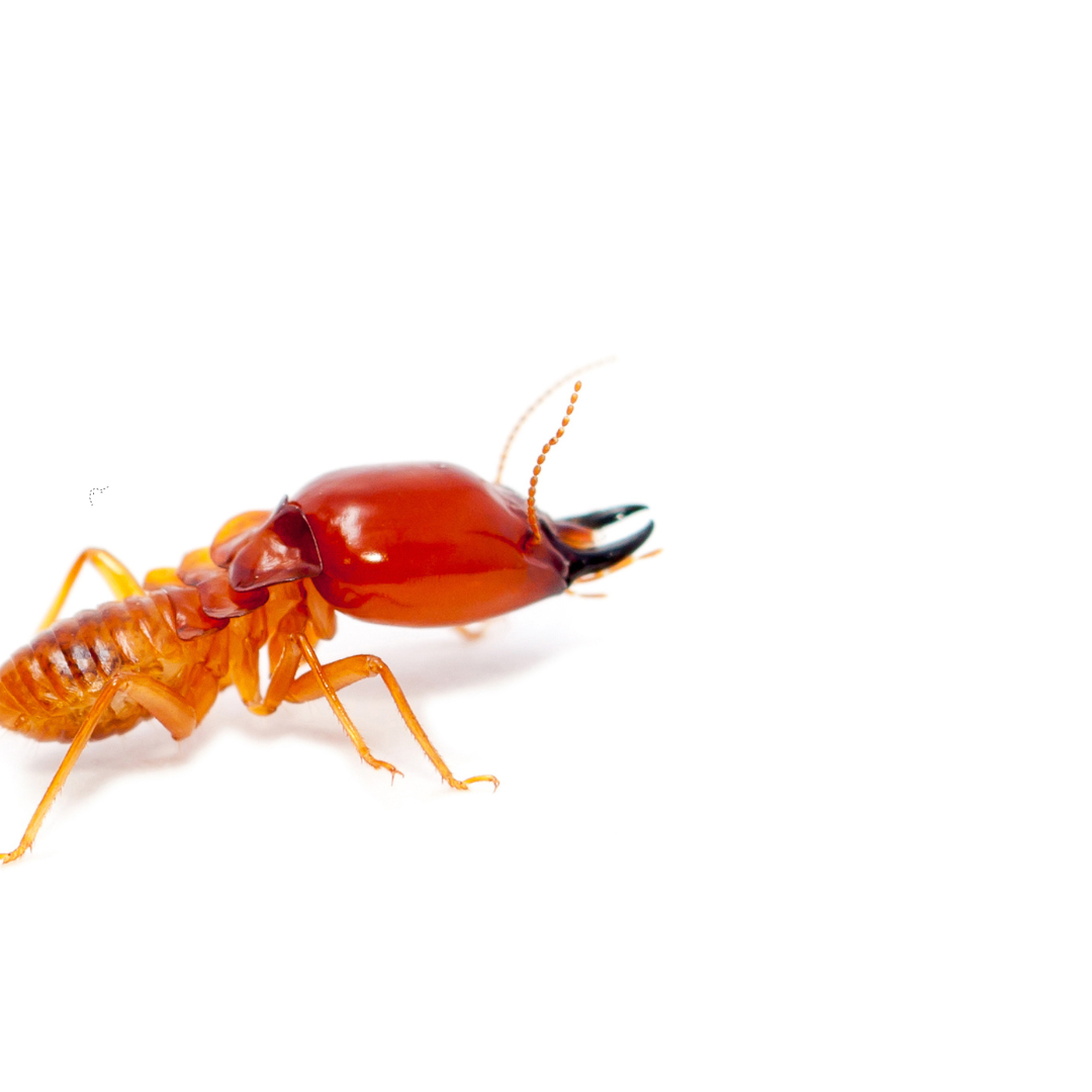 Instagram Post dengue simples vermelho e branco (9)